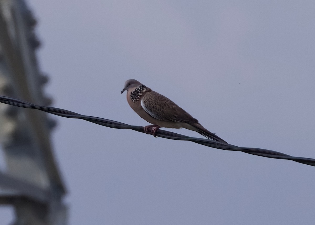 Spotted Dove - ML618995565