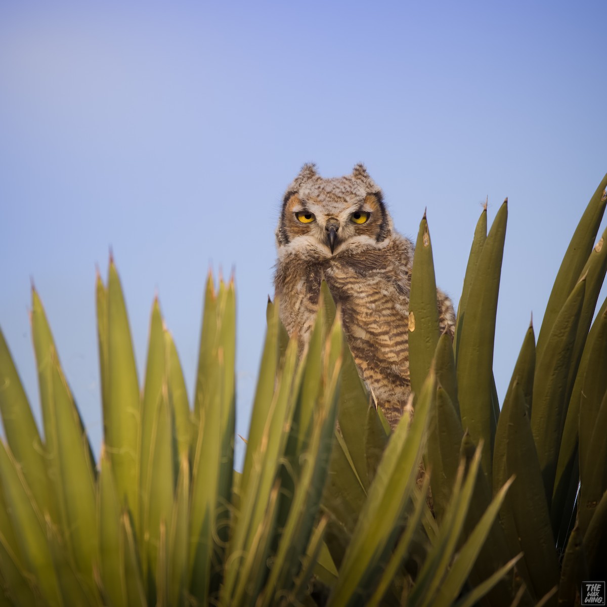 Great Horned Owl - ML618995579