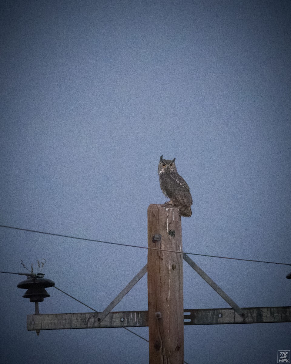 Great Horned Owl - ML618995580