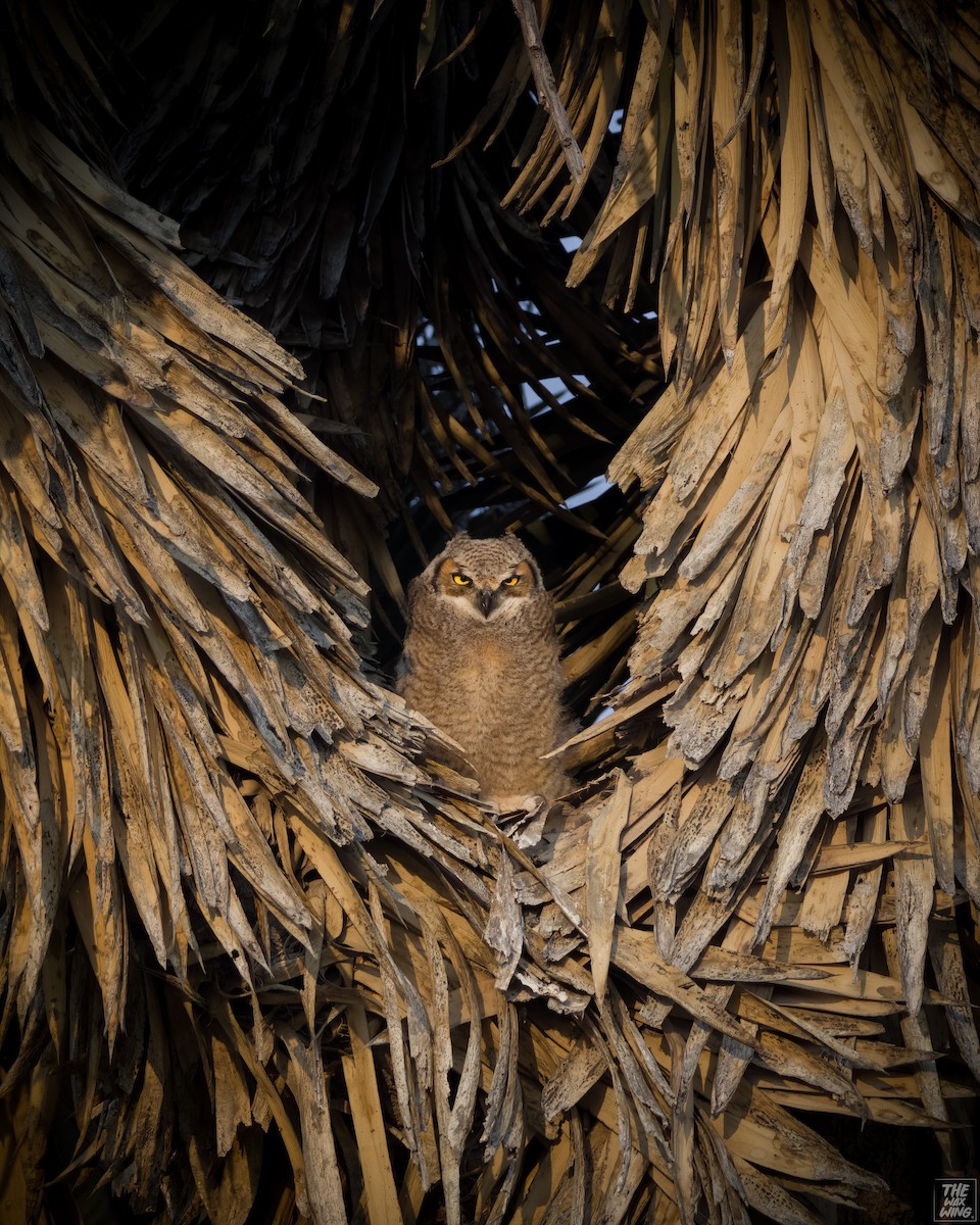 Great Horned Owl - ML618995581
