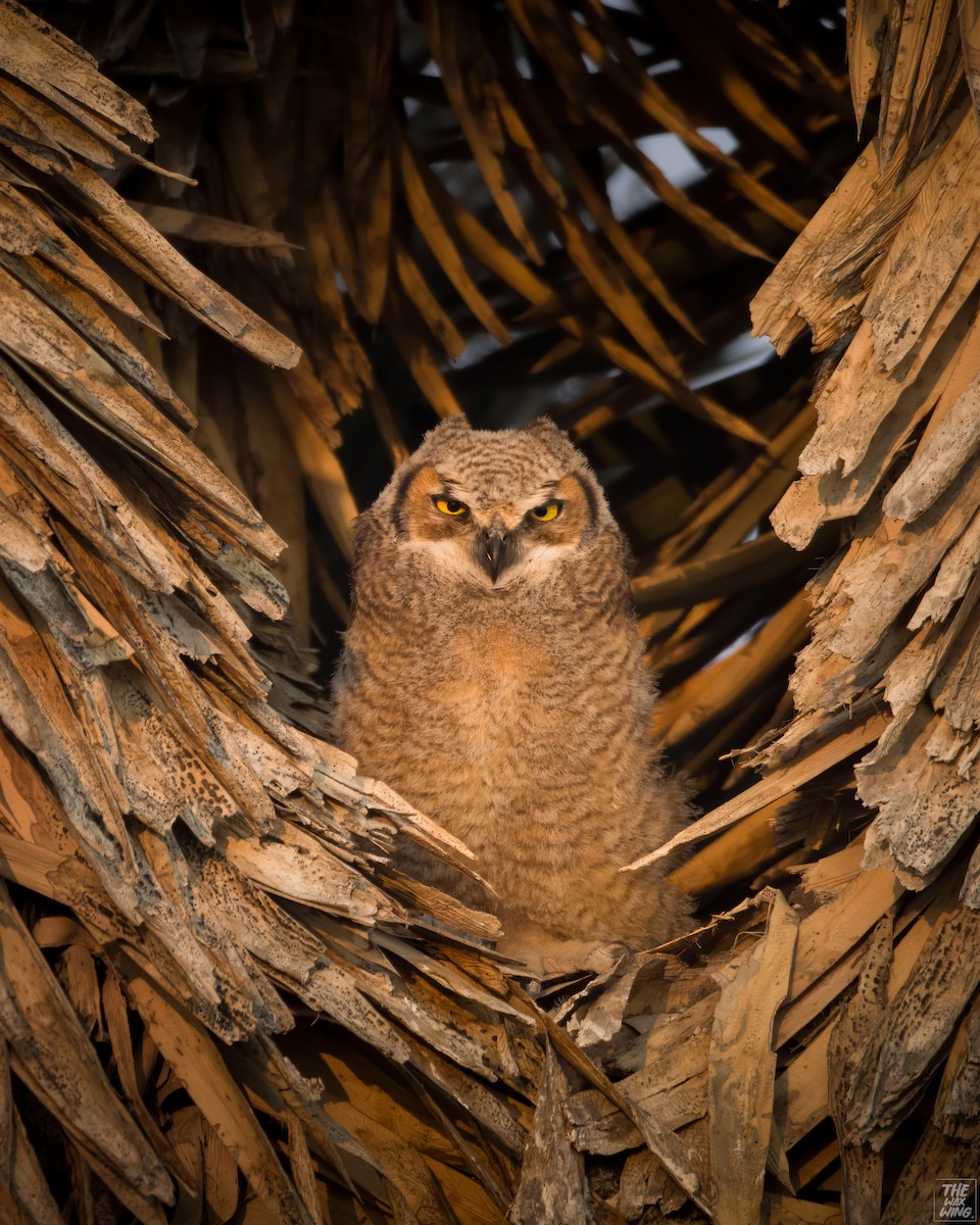 Great Horned Owl - ML618995582