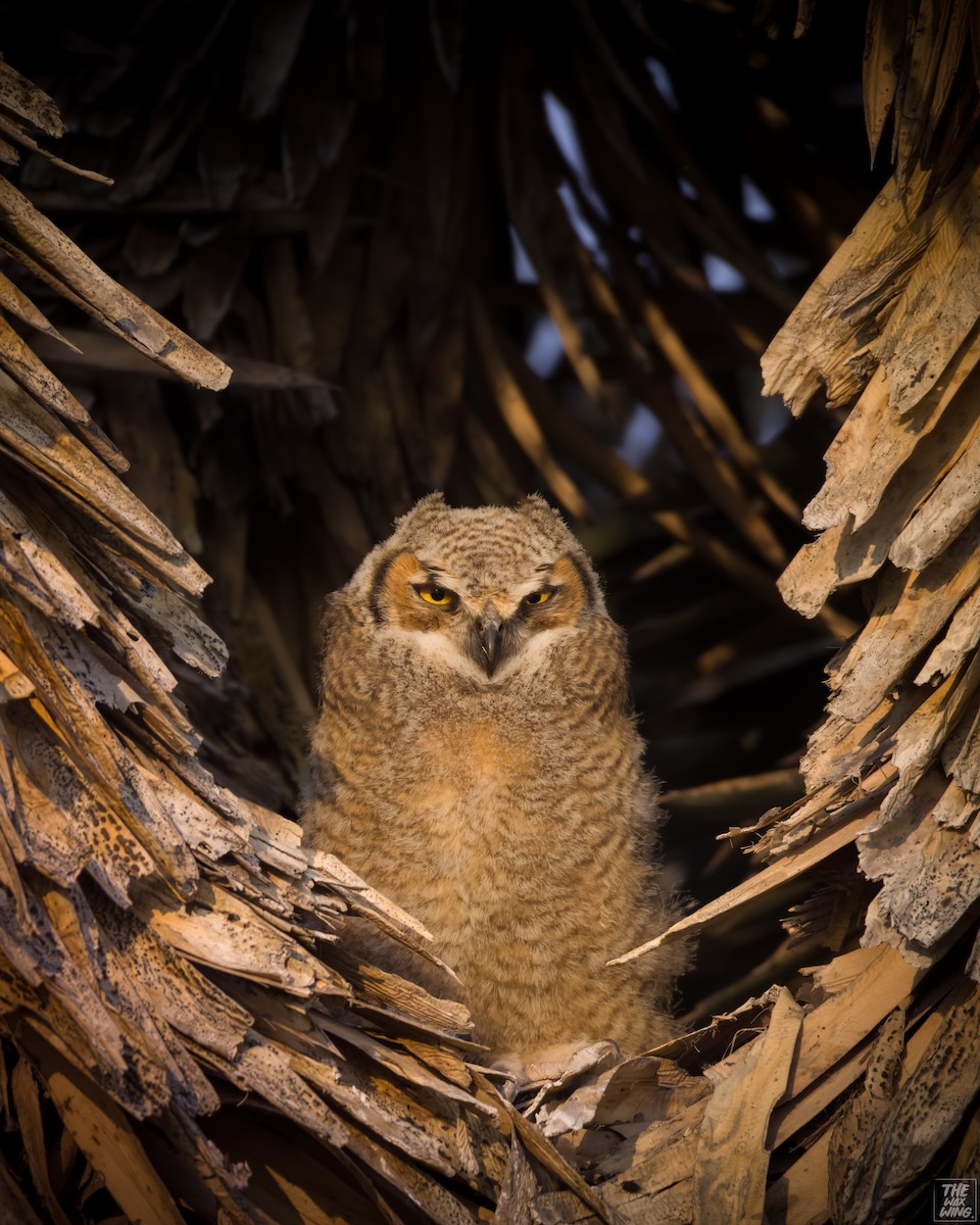Great Horned Owl - ML618995583