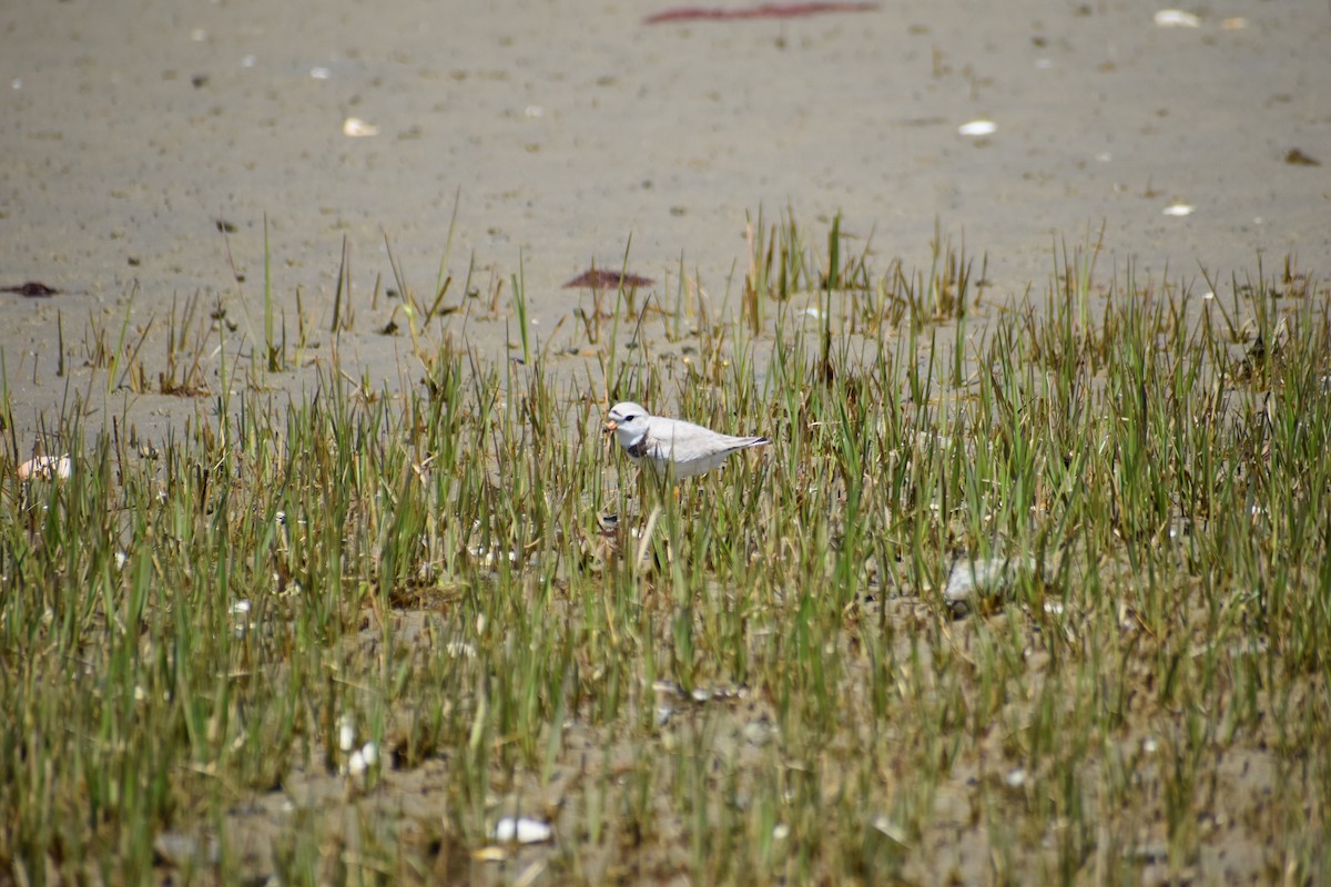 Piping Plover - ML618995637