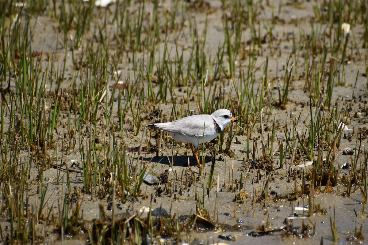 Piping Plover - ML618995670