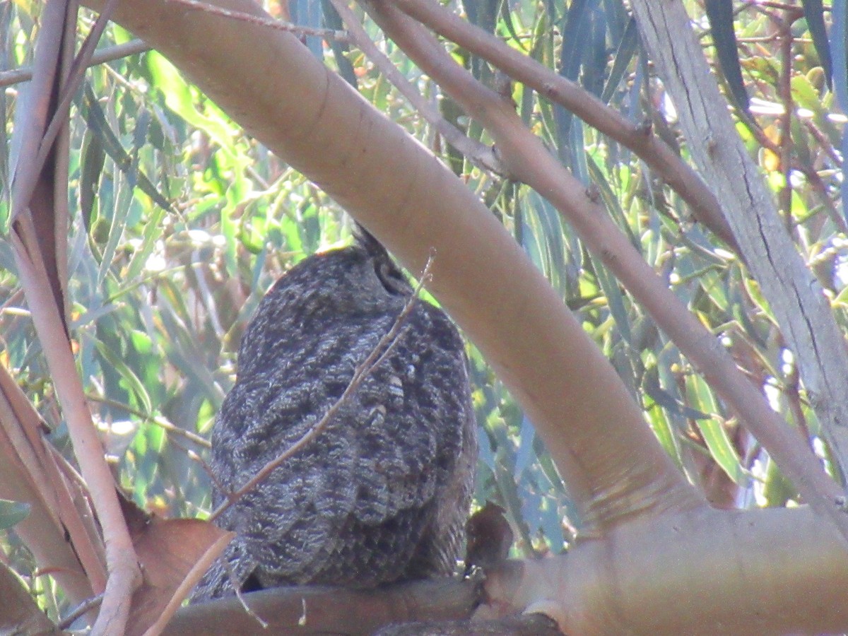 Great Horned Owl - ML618995729