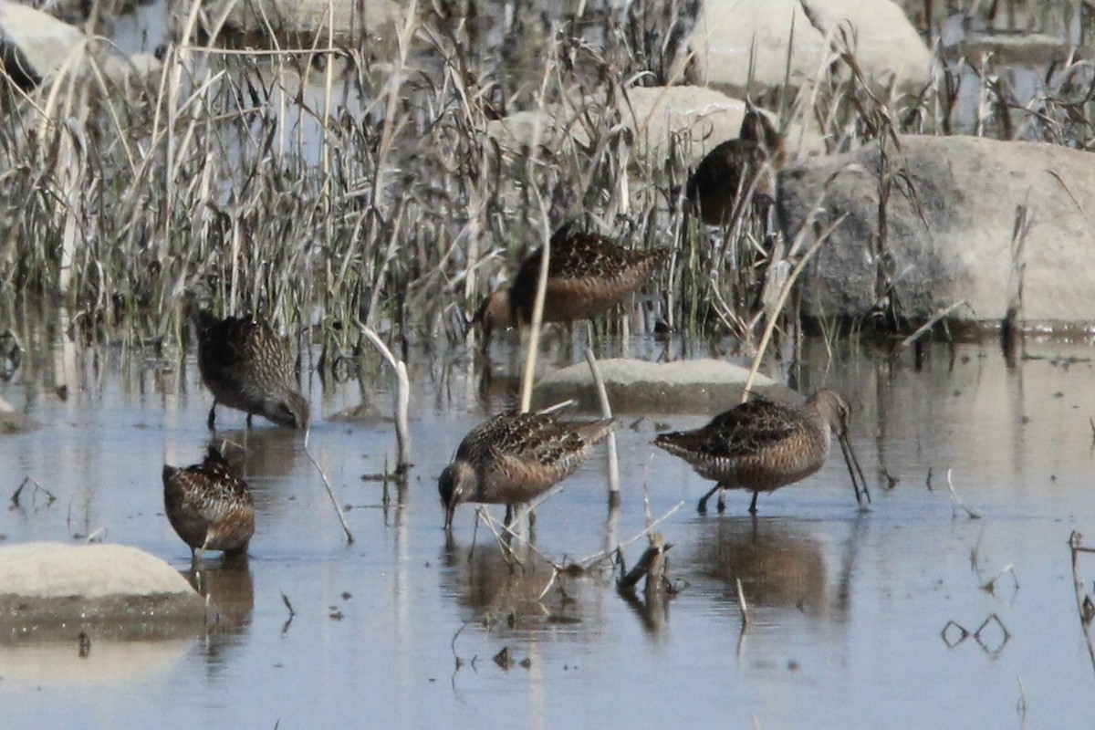 Long-billed Dowitcher - ML618995732