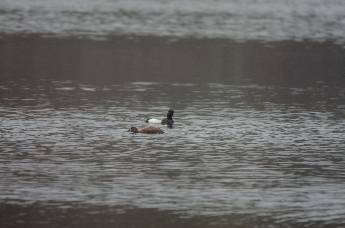 Greater Scaup - ML618995741