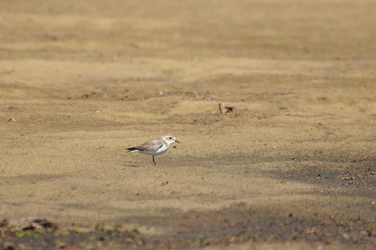 Double-banded Plover - ML618995789