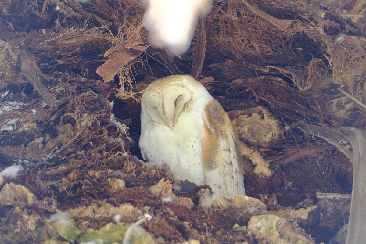 Barn Owl - ML618995919