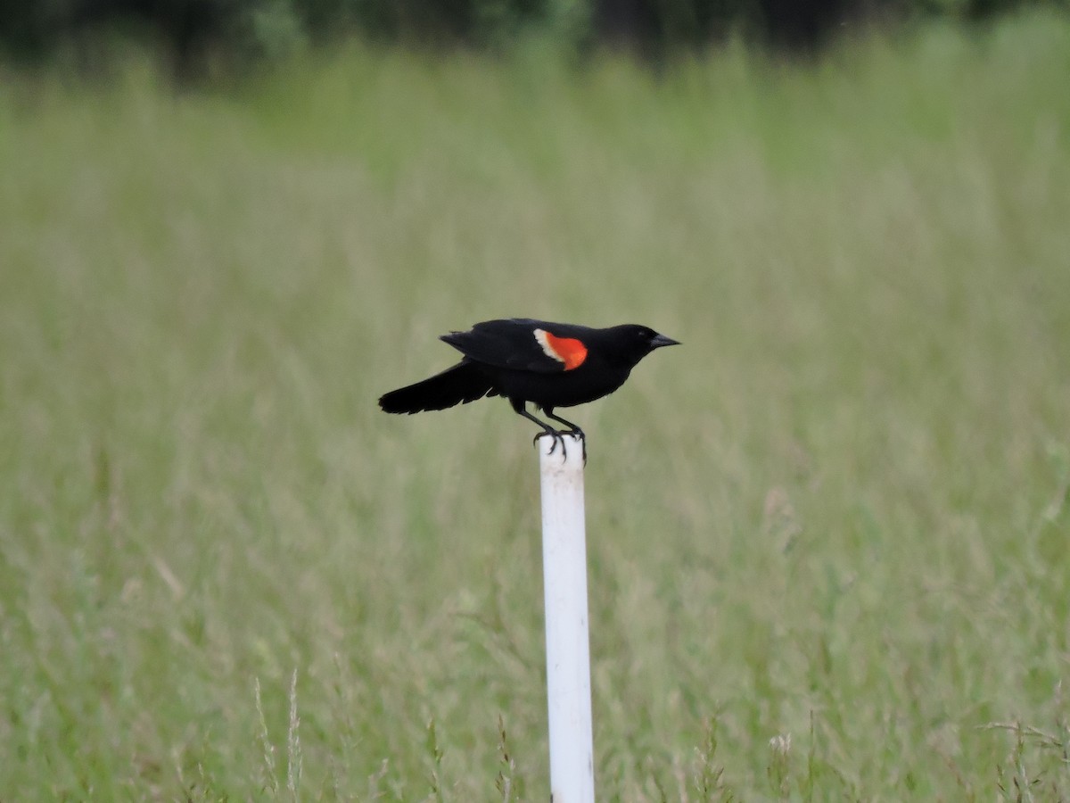 Red-winged Blackbird - ML618995953