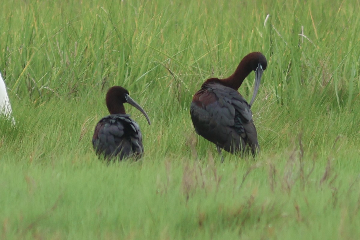 ibis hnědý - ML618995974
