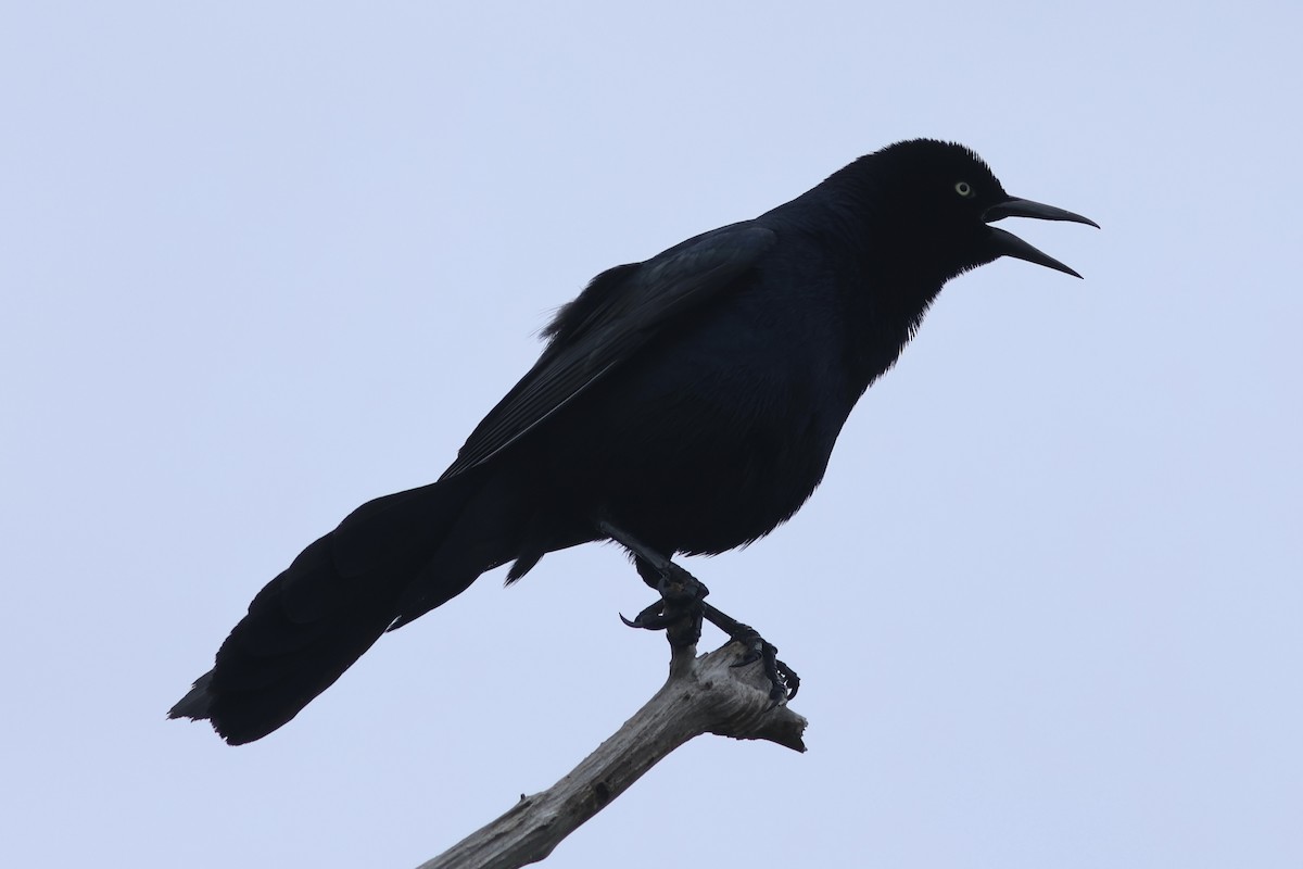 Boat-tailed Grackle - ML618995996