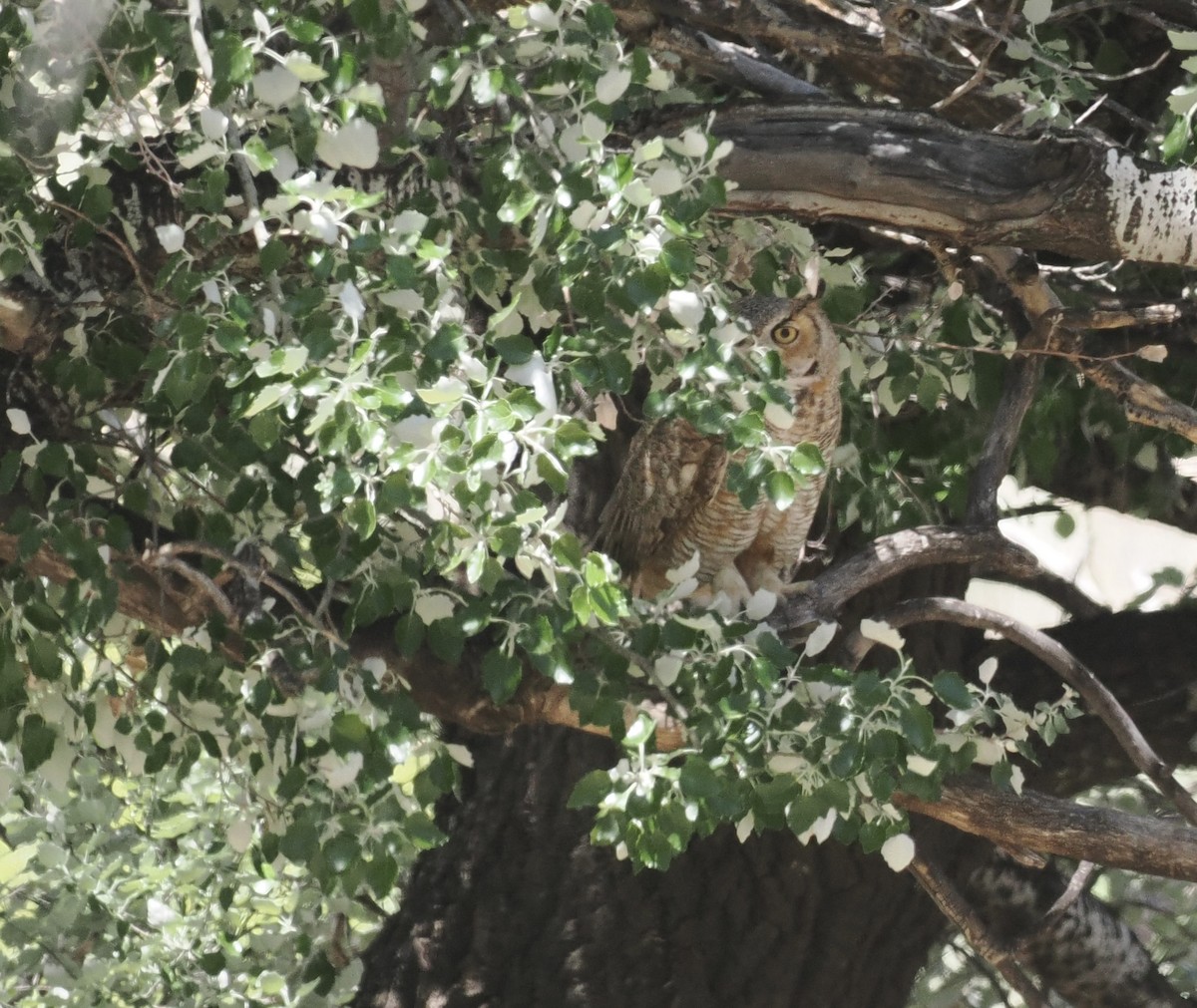 Great Horned Owl - ML618995997