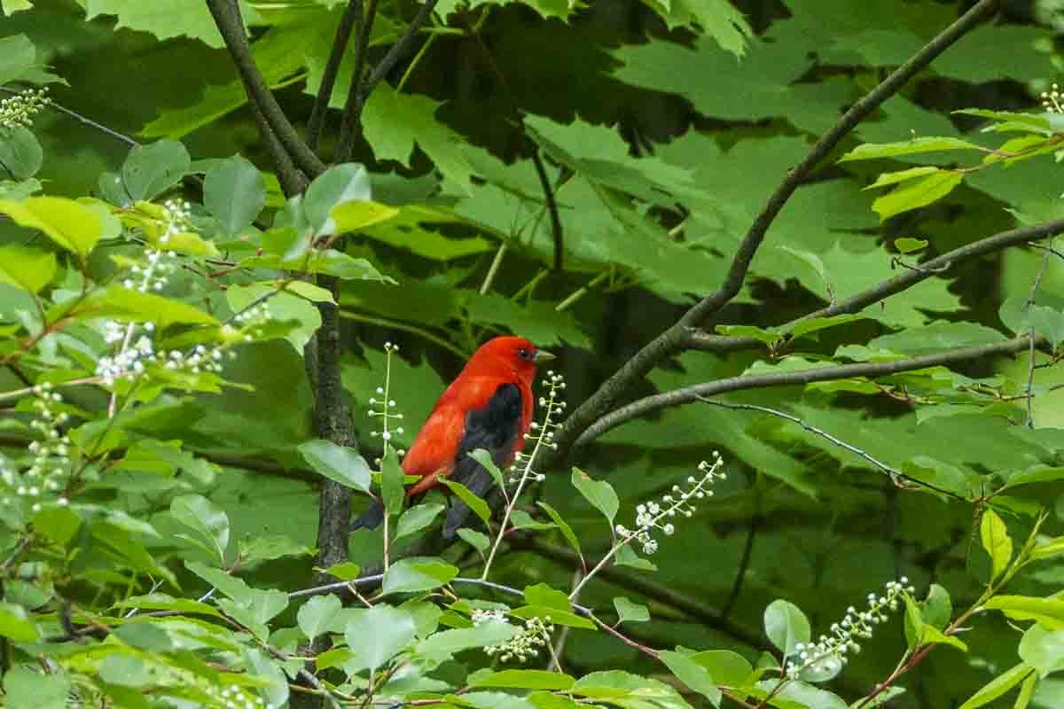 Scarlet Tanager - ML618996008