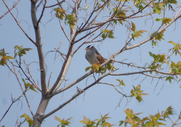 White-crowned Sparrow - Tony Crasto