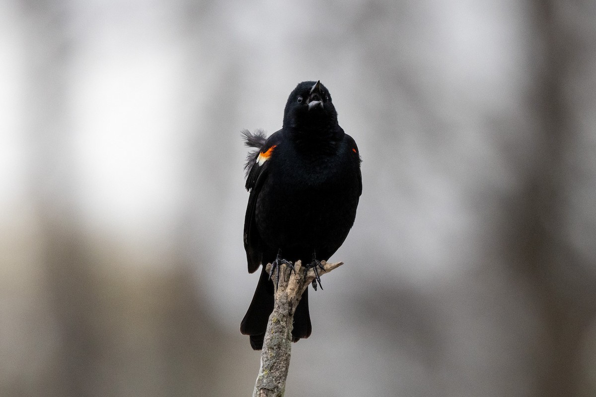 Red-winged Blackbird (Red-winged) - Jonathan Mott