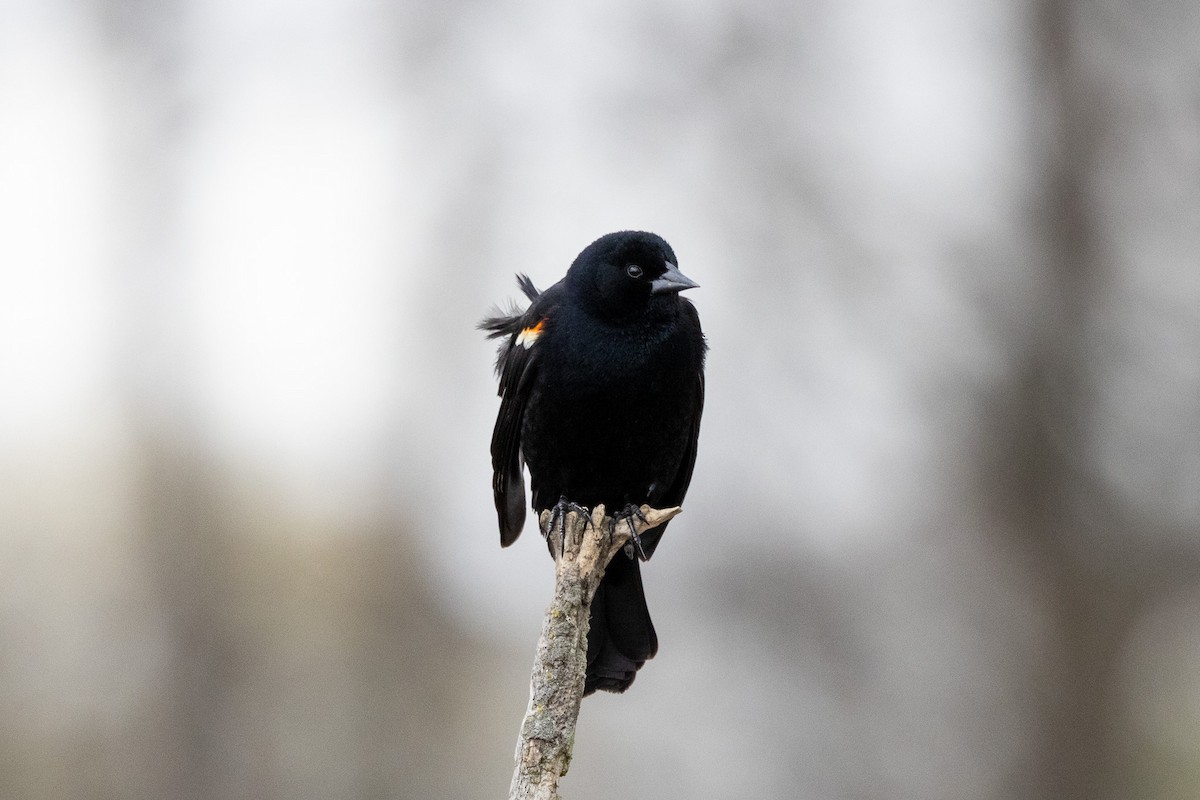 Red-winged Blackbird (Red-winged) - Jonathan Mott
