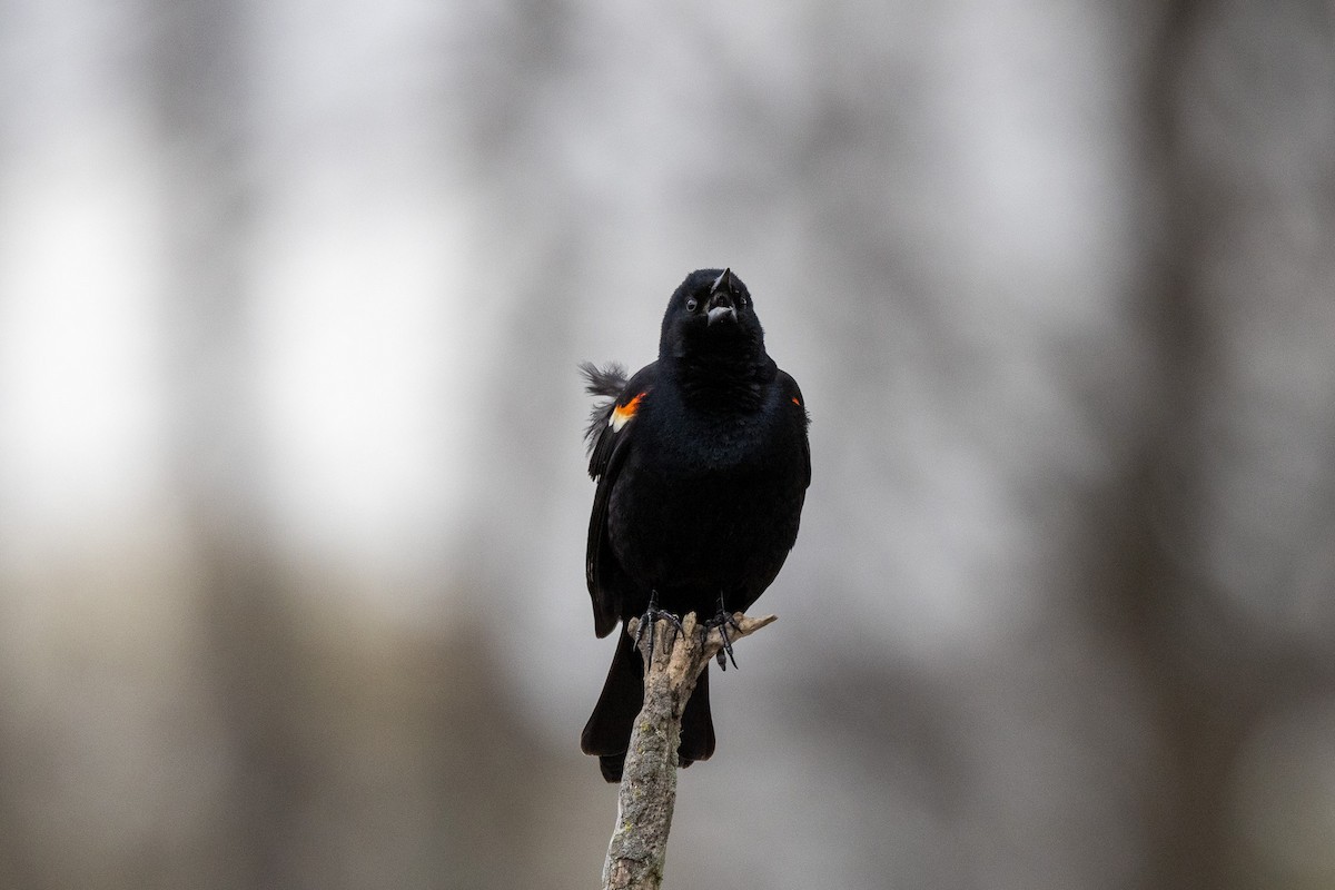 Red-winged Blackbird (Red-winged) - ML618996024
