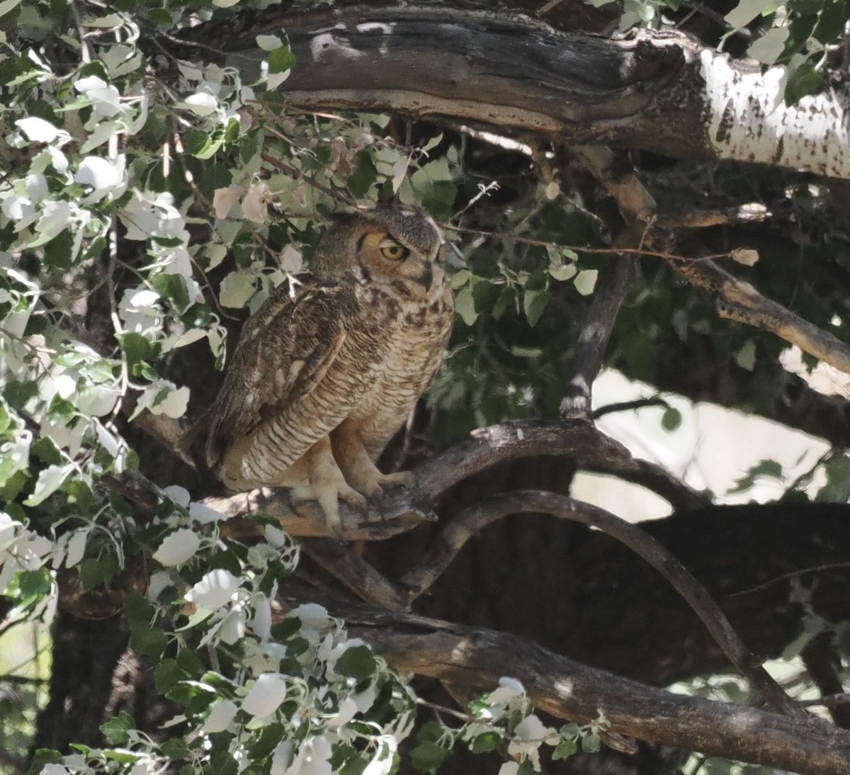 Great Horned Owl - ML618996053