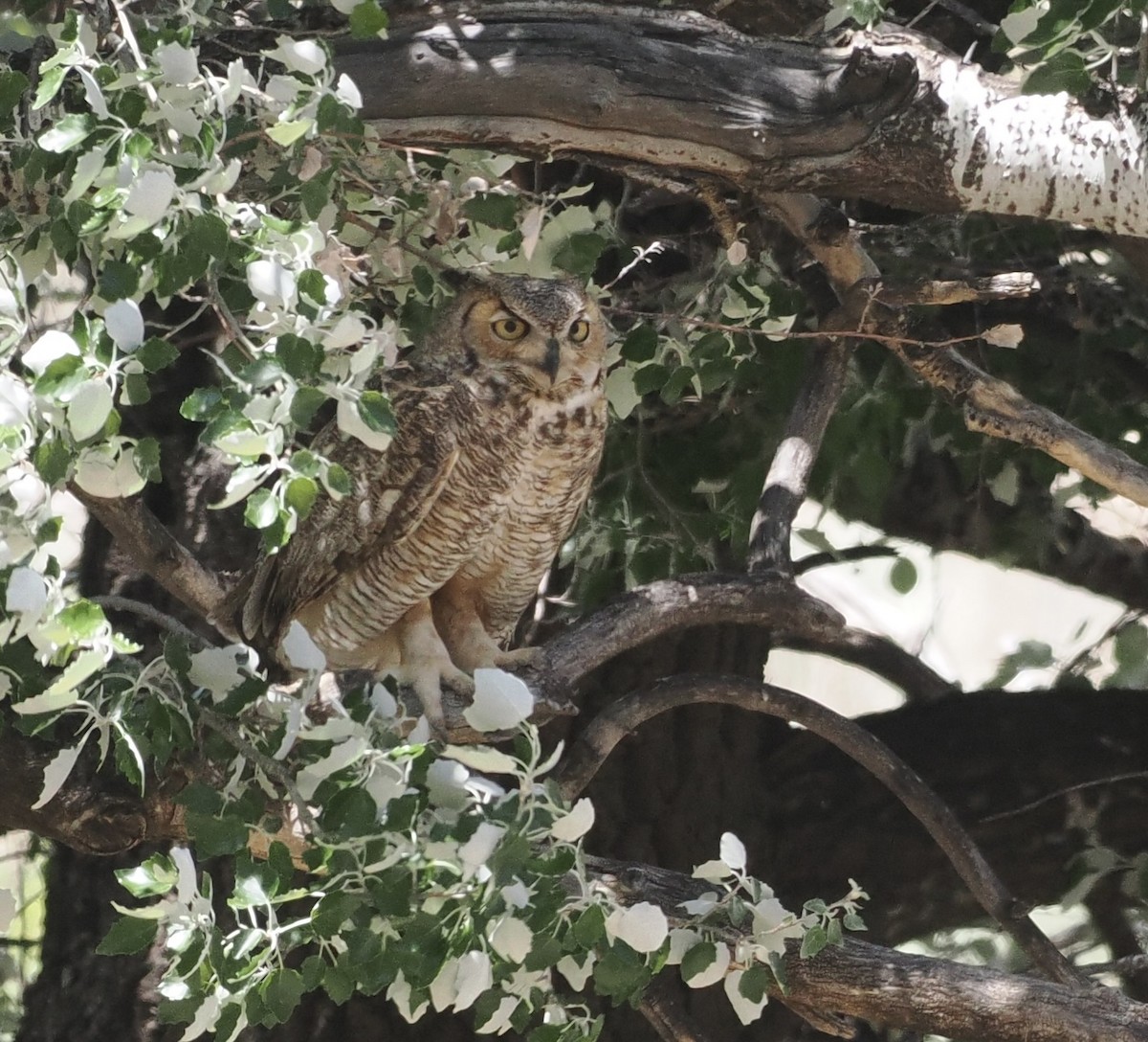 Great Horned Owl - ML618996058