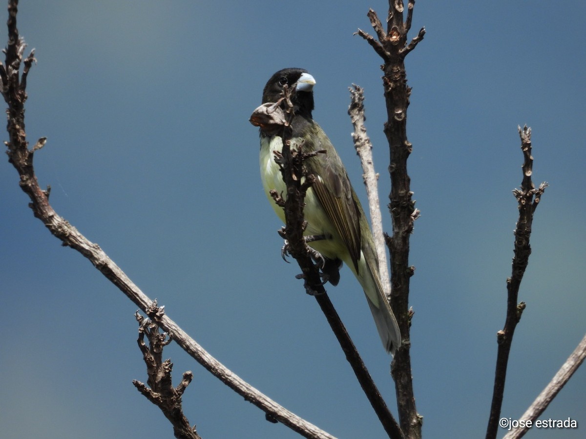 Yellow-bellied Seedeater - ML618996063