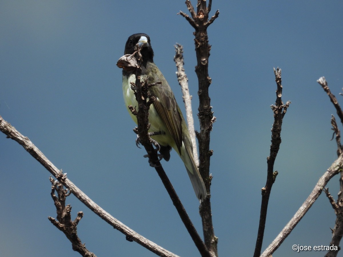 Yellow-bellied Seedeater - ML618996065