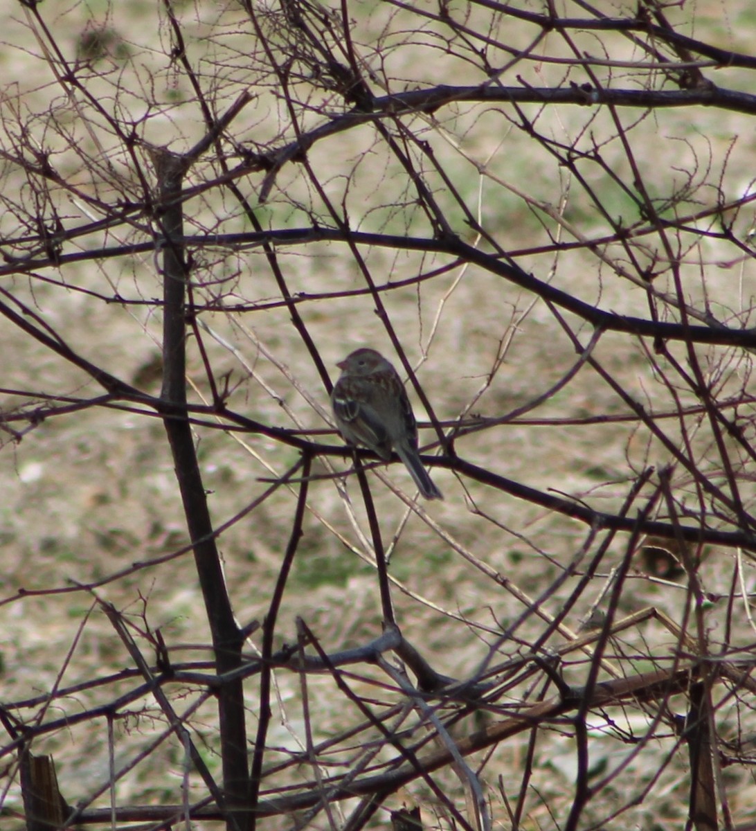 Field Sparrow - ML618996086