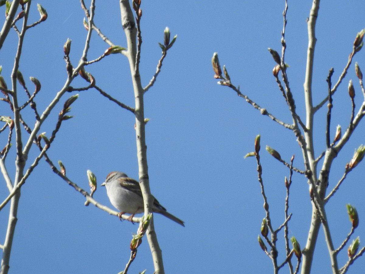 Chipping Sparrow - ML618996118
