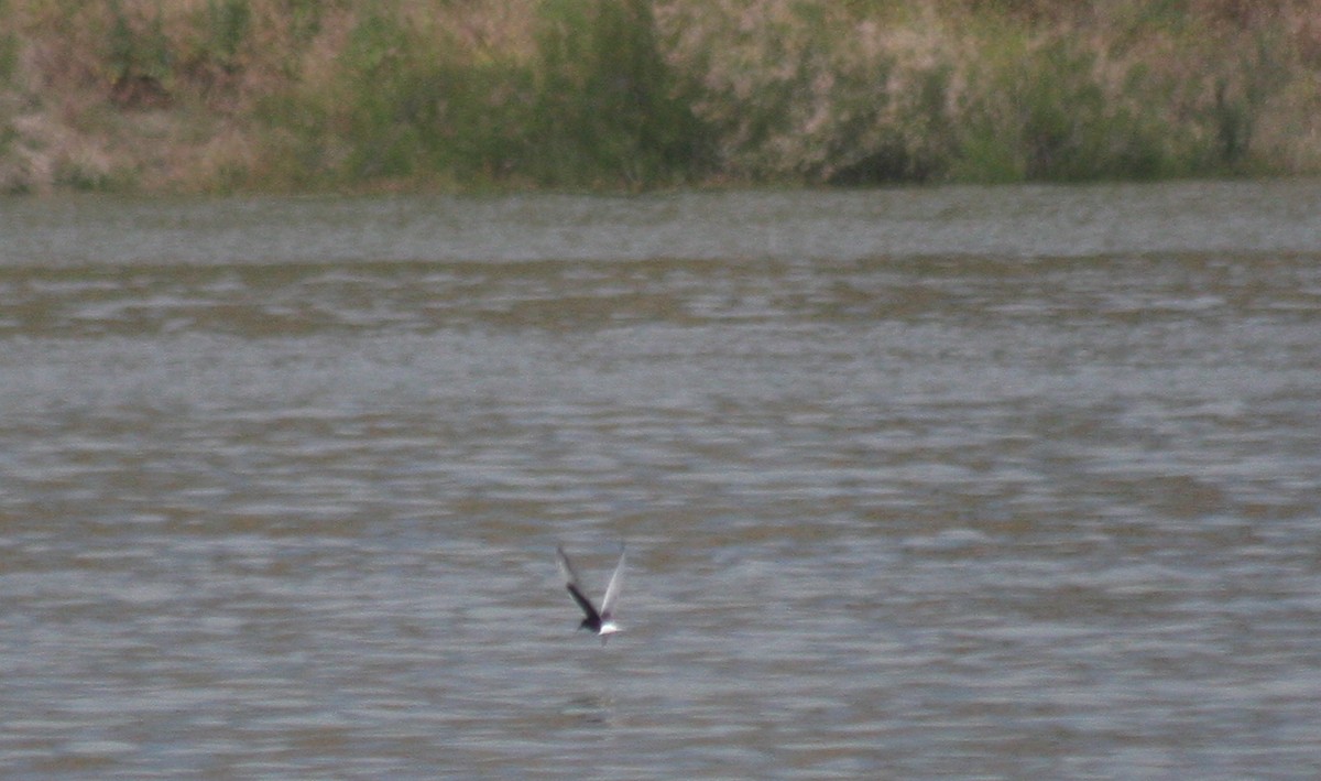 White-winged Tern - ML618996163