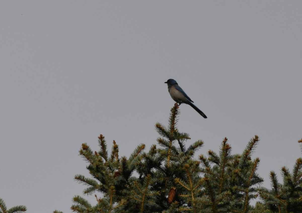Woodhouse's Scrub-Jay - Colin Maguire