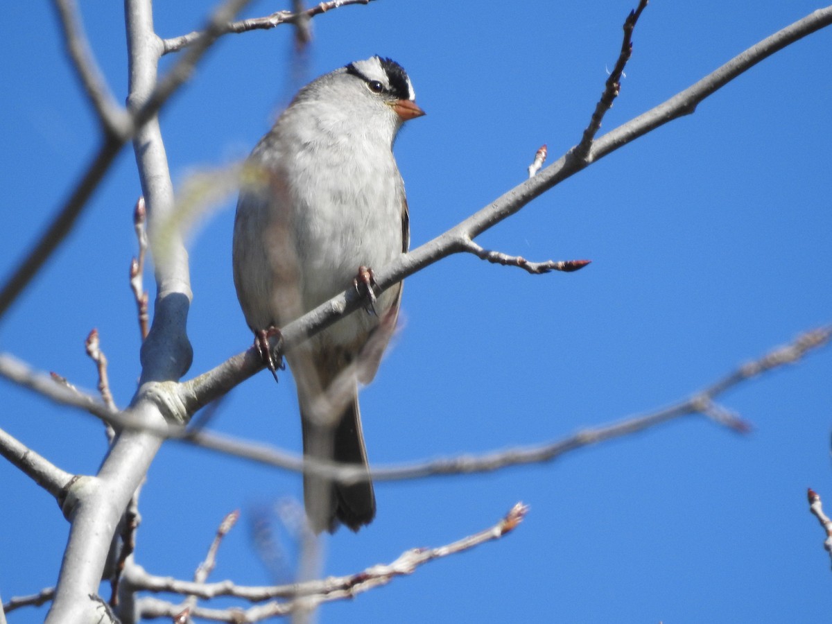 White-crowned Sparrow - ML618996188