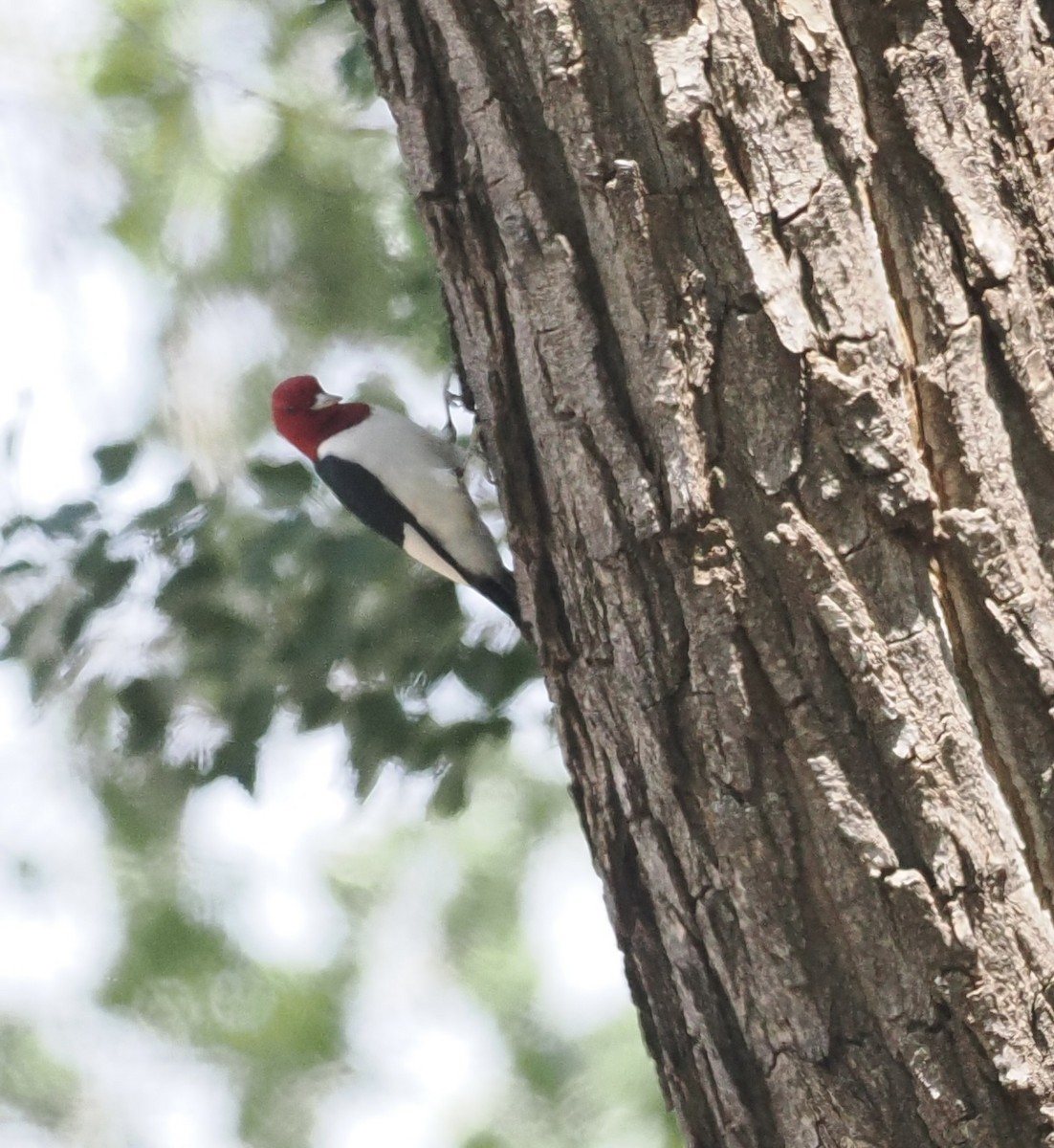 Red-headed Woodpecker - Bob Foehring