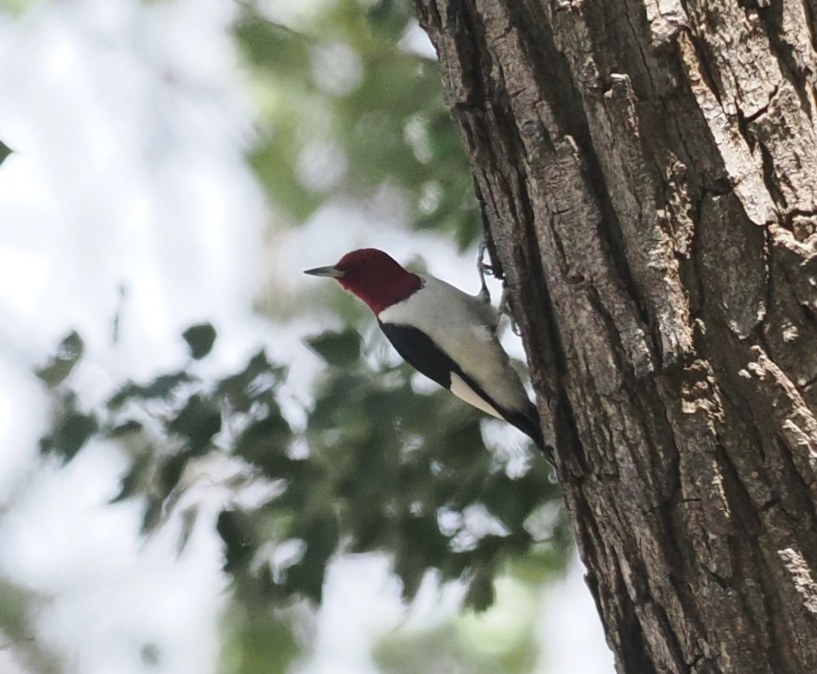 Red-headed Woodpecker - ML618996206