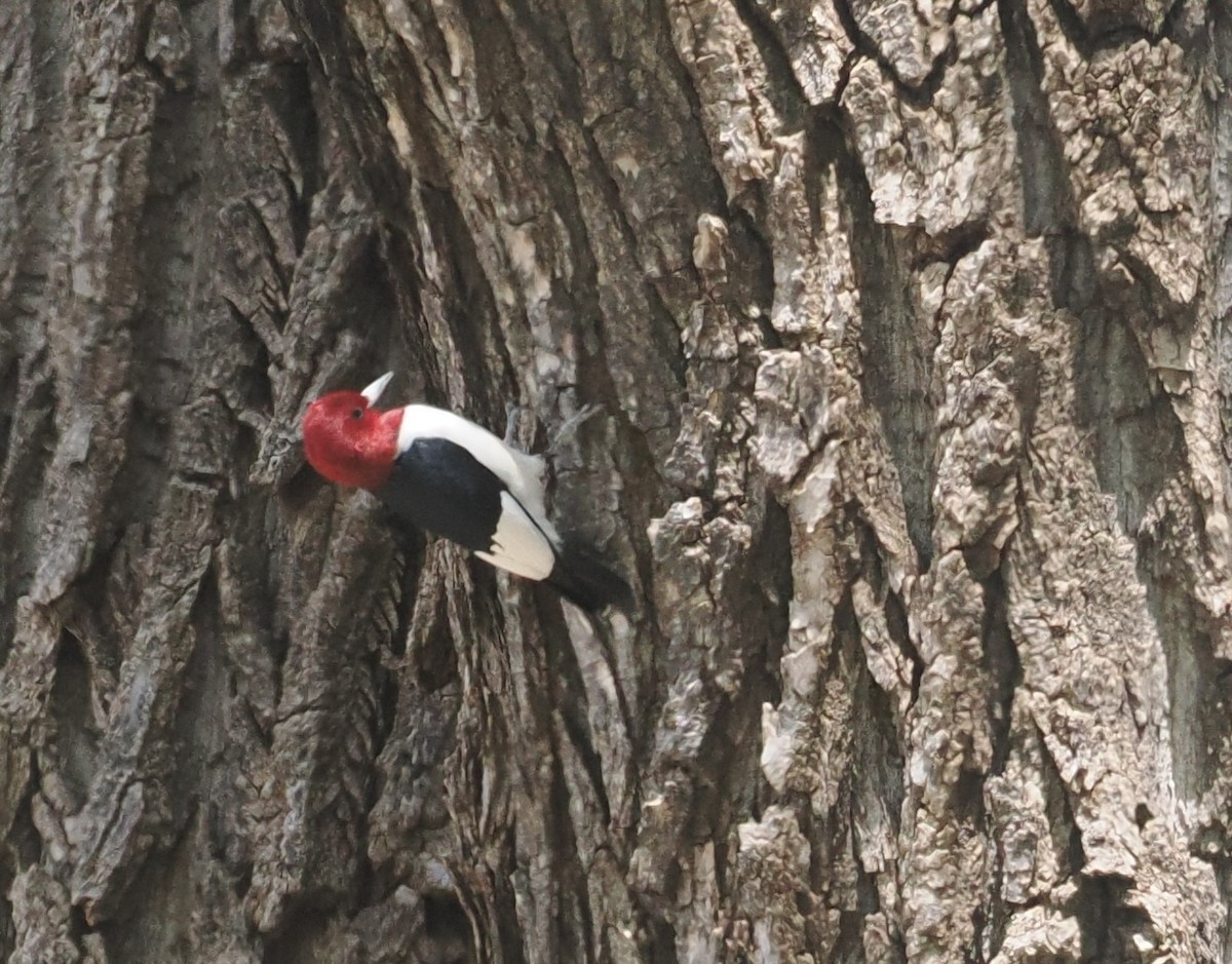Red-headed Woodpecker - ML618996219
