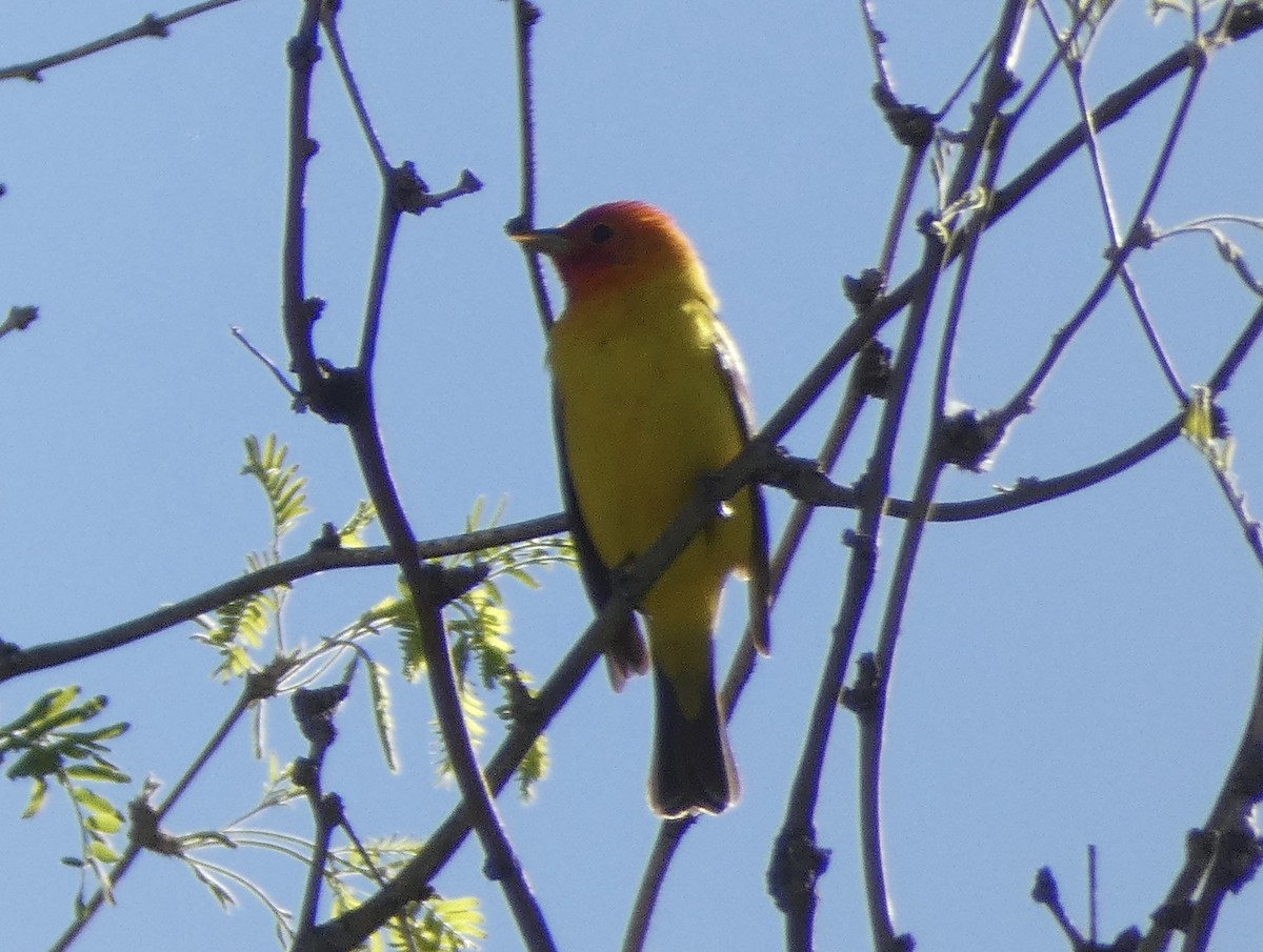 Western Tanager - Rob Selleck