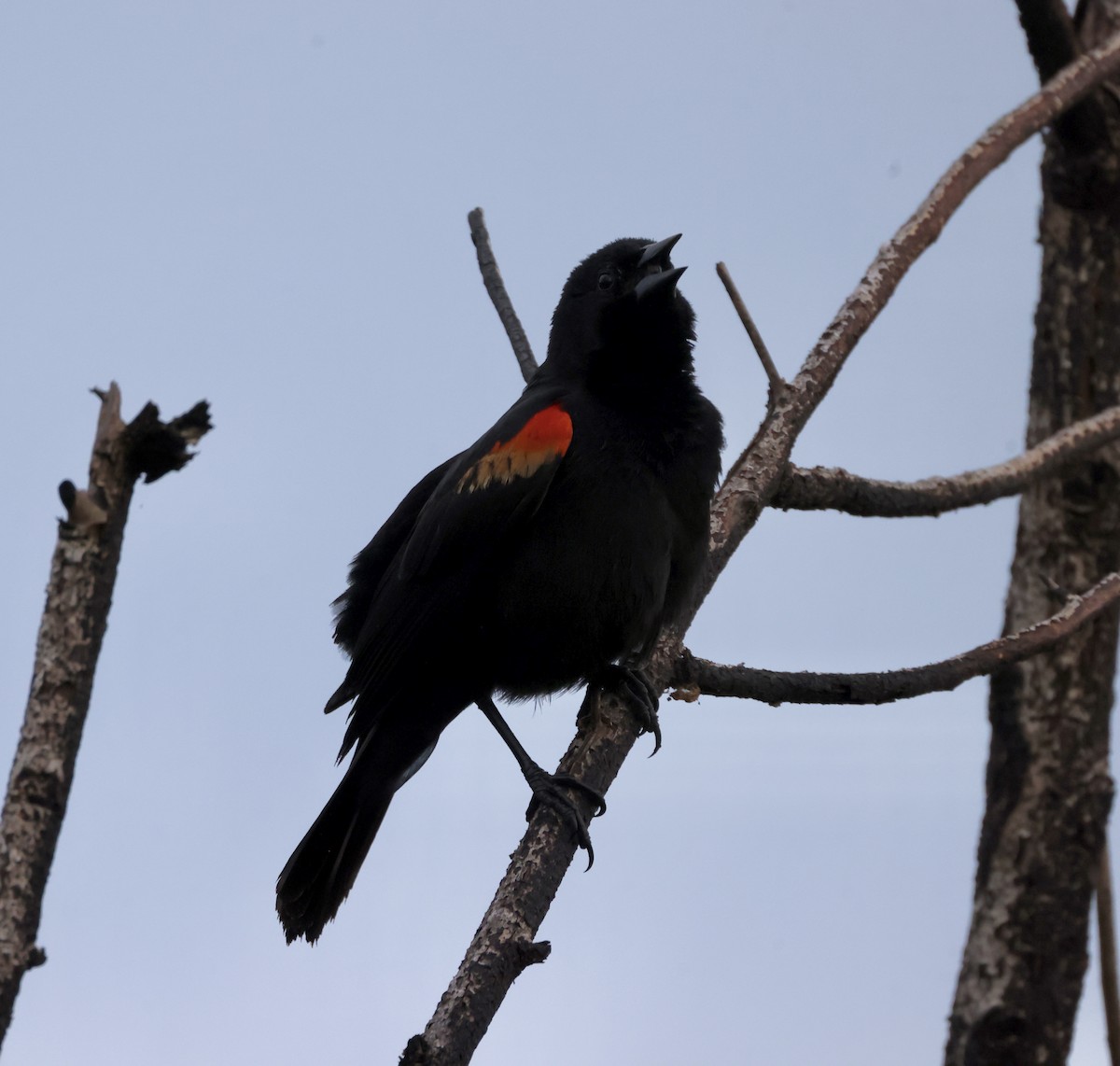 Red-shouldered Blackbird - ML618996244