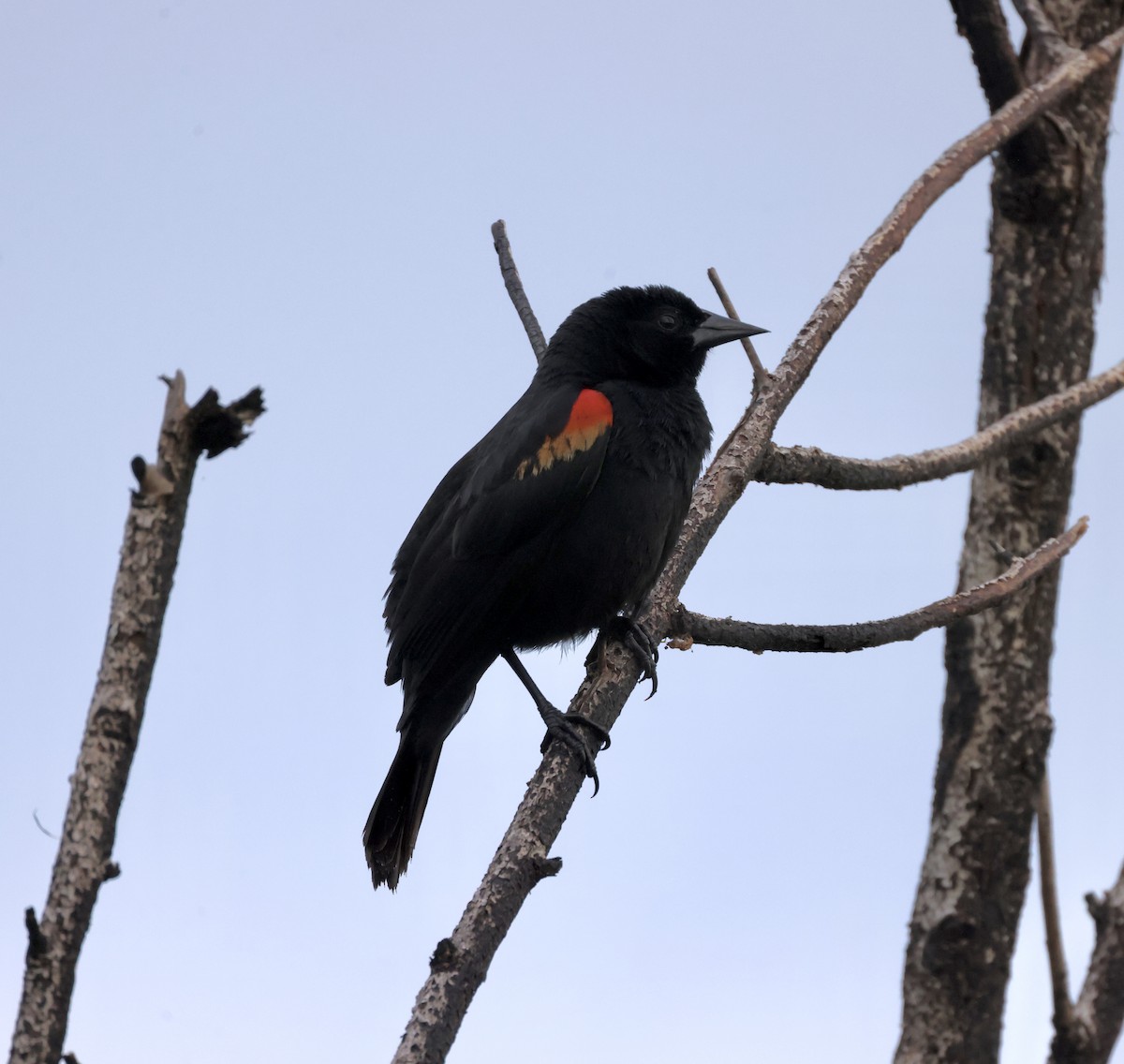 Red-shouldered Blackbird - ML618996247