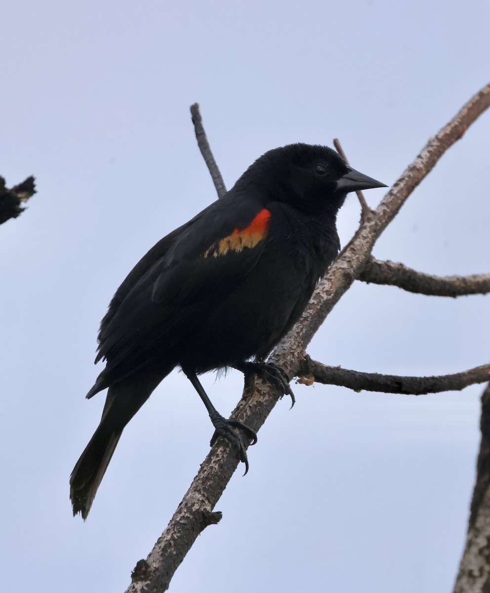 Red-shouldered Blackbird - Cheryl Rosenfeld