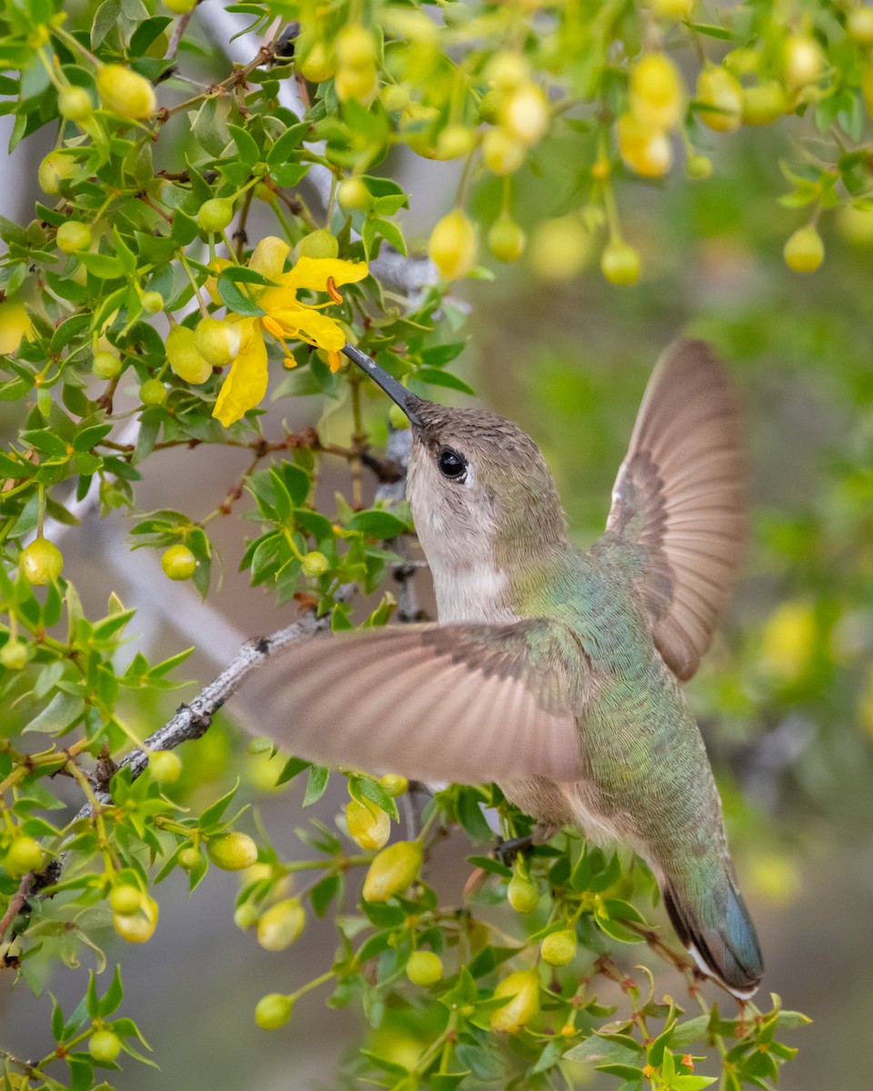Costa's Hummingbird - Henrey Deese