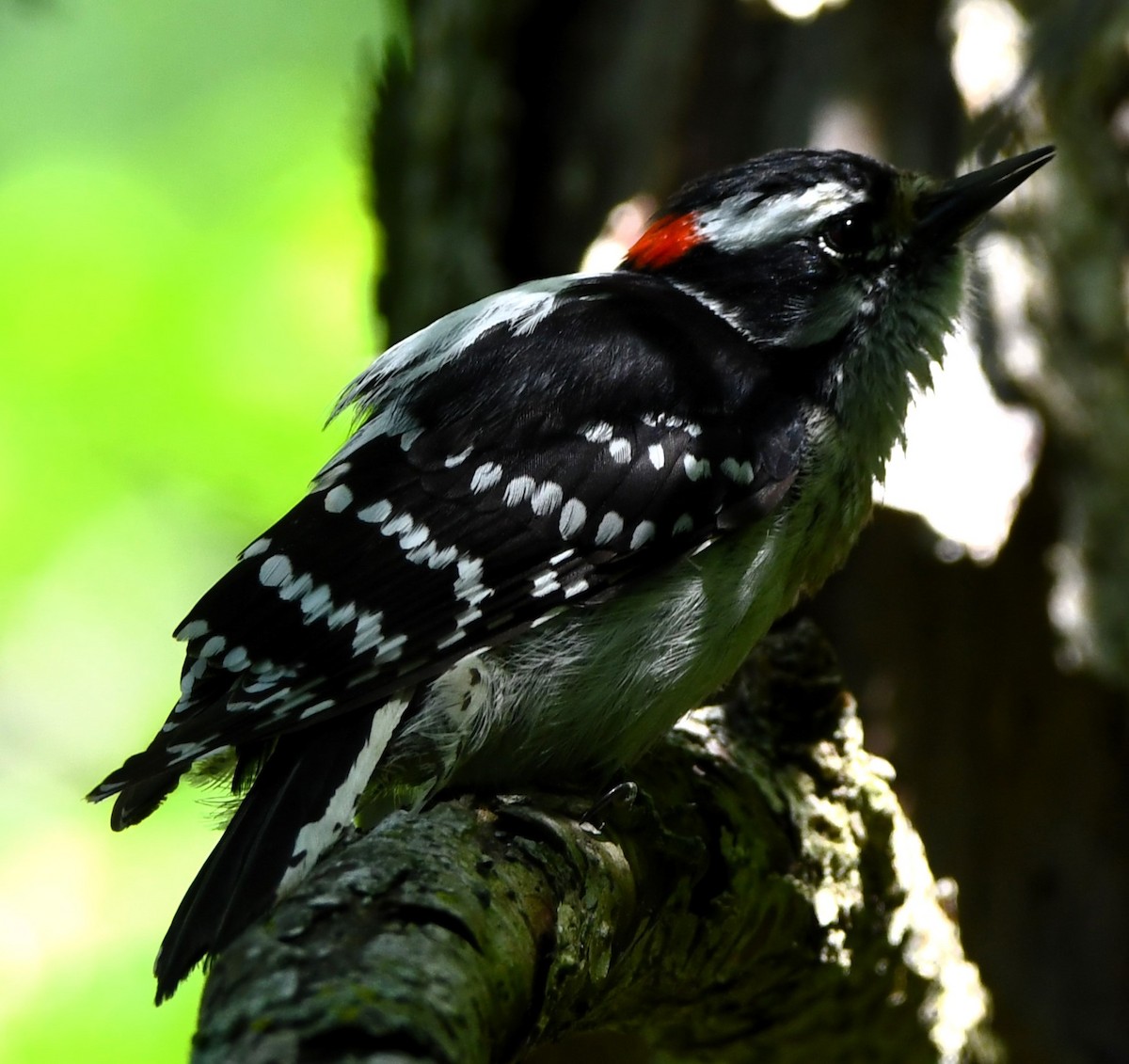 Downy Woodpecker - ML618996321