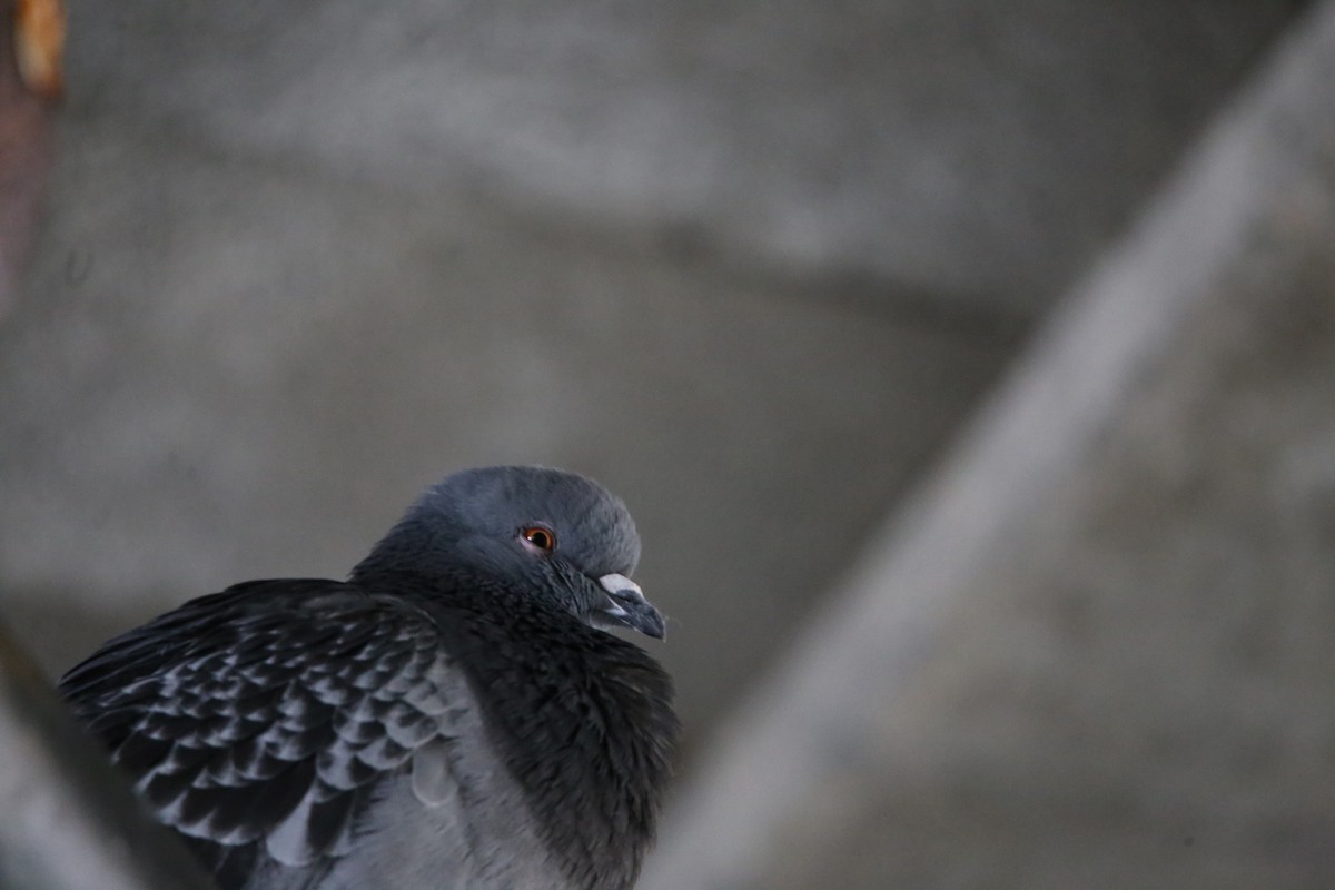 Rock Pigeon (Feral Pigeon) - Cameron Boyer