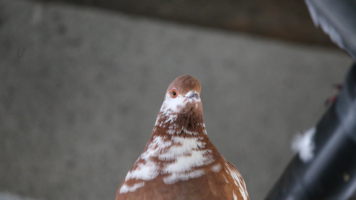 Pigeon biset (forme domestique) - ML618996340