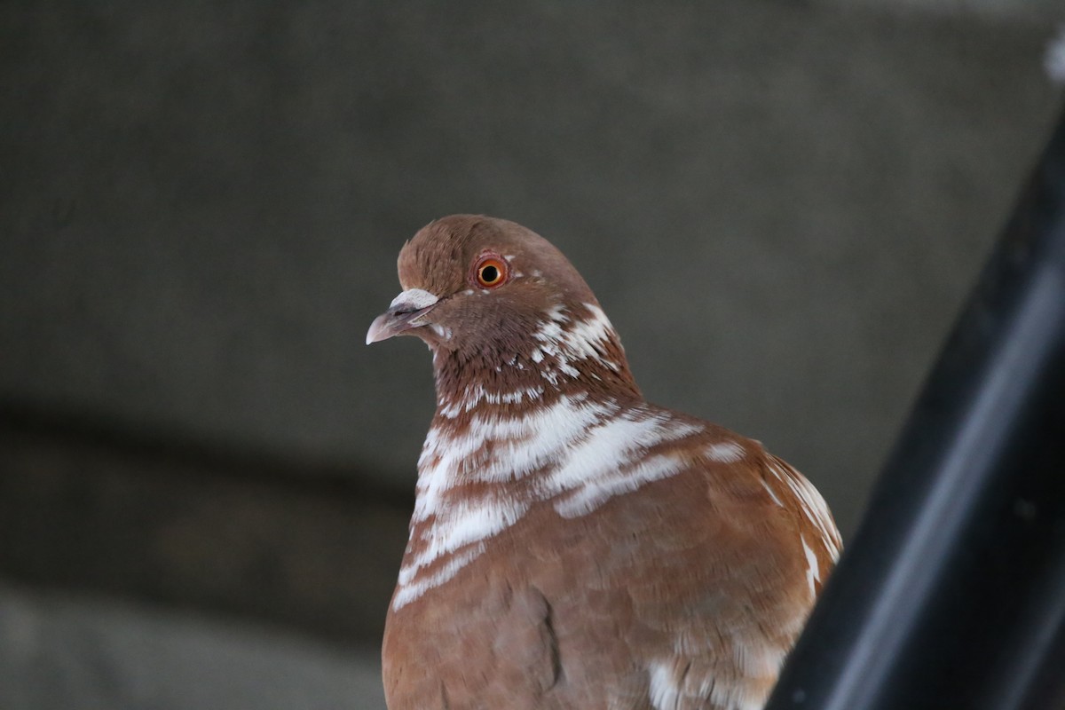 Pigeon biset (forme domestique) - ML618996341