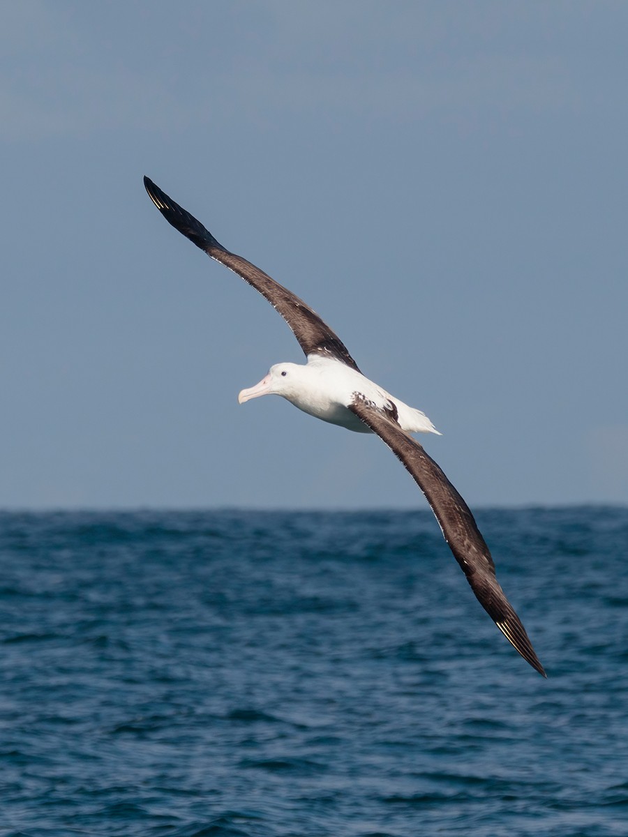 Northern Royal Albatross - ML618996428