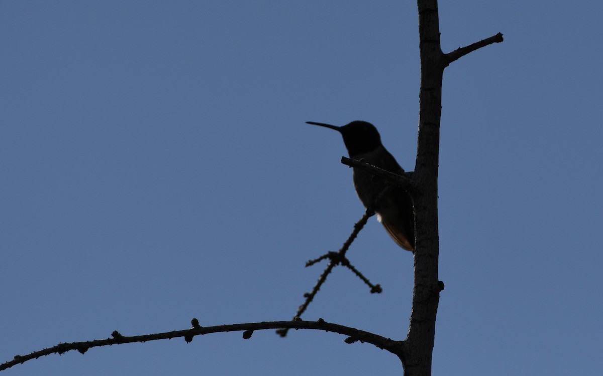 Black-chinned Hummingbird - ML618996452