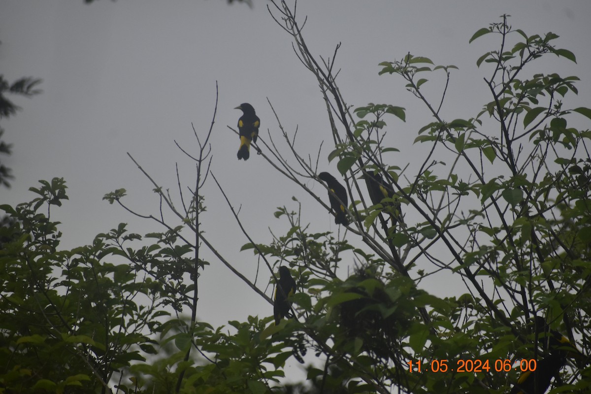 Yellow-rumped Cacique - ML618996454