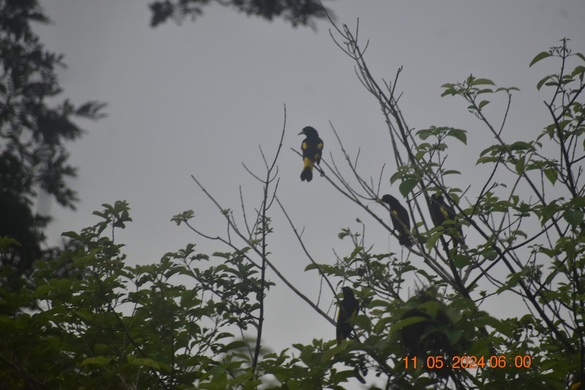 Yellow-rumped Cacique - ML618996455