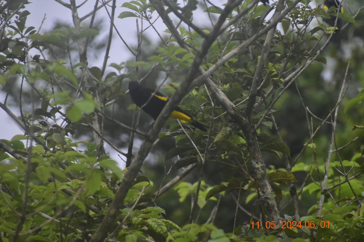 Yellow-rumped Cacique - ML618996461