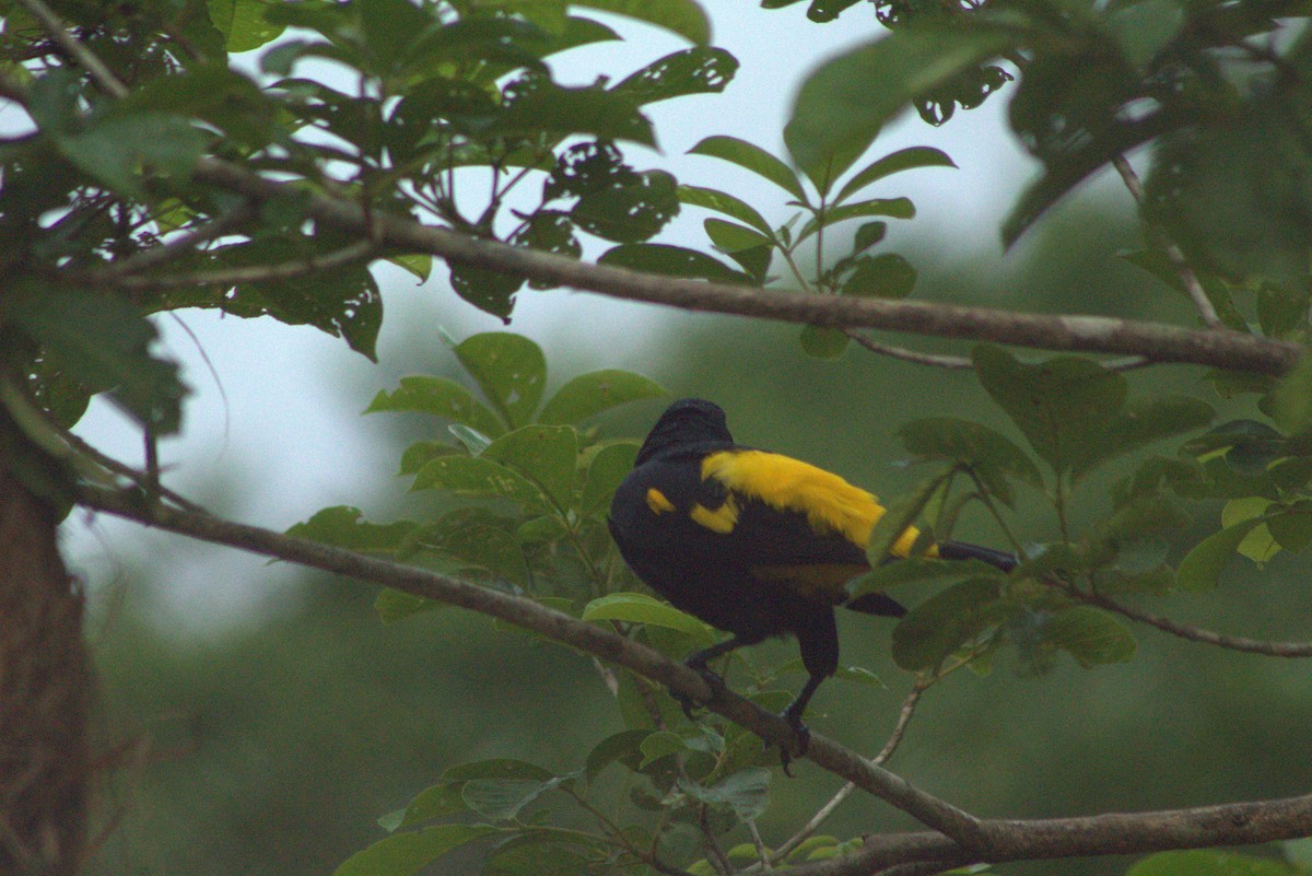 Yellow-rumped Cacique - ML618996462