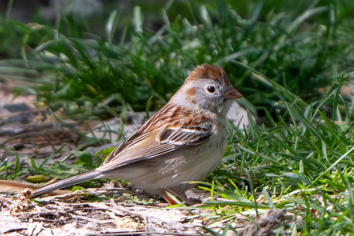 Field Sparrow - Nadine Bluemel